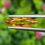 พลอย บุษราคัม yellow sapphire 1.69 กะรัต (Cts.) พลอยแท้ อัญมณีมงคลประจําวันเกิด เครื่องประดับพลอย