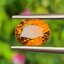 พลอย เพทาย Natural Zircon 4.51 กะรัต (Cts.) พลอยแท้อัญมณีมงคล ประจําวันเกิด เครื่องประดับพลอย