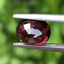 พลอย โรโดไลต์ กาเน็ท Rhodolite Garnet 3.16 กะรัต Cts. พร้อมใบเซอร์ พลอยแท้ อัญมณีมงคลประจําวันเกิด เครื่องประดับพลอย