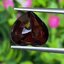 พลอย โกเมน Pyrope - Almandite Garnet 7.17 กะรัต (Cts.) พลอยแท้ อัญมณีมงคลประจําวันเกิด เครื่องประดับพลอย
