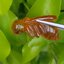อำพัน แกะสลัก พญาตัวต่อ Wasp Natural Amber พลอยแท้ อัญมณีมงคลประจําวันเกิด เครื่องประดับพลอย
