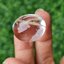 โป่งข่าม ควอตซ์ Rutilated Quartz 58.44 กะรัต Cts. พลอยแท้ อัญมณีมงคลประจําวันเกิด เครื่องประดับพลอย