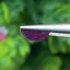 พลอย ทับทิม สยาม (Siam Ruby Sapphire) 1.64 กะรัต (Cts.) พร้อมใบเซอร์ พลอยแท้ อัญมณีมงคลประจําวันเกิด เครื่องประดับพลอย