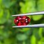 พลอย ทับทิม ซองเจีย (Songea Ruby Sapphire) 1.02 กะรัต (Cts.) *สี VIVID RED พร้อมใบเซอร์ (With Certificate) พลอยแท้ อัญมณีมงคลประจําวันเกิด เครื่องประดับพลอย