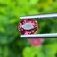 พลอย ทัวร์มารีน (Tourmaline) 0.80 กะรัต (Cts.) อัญมณีมงคลประจําวันเกิด เครื่องประดับพลอย