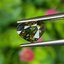 พลอย เขียวส่อง (Yellowish Green Sapphire) 1.58 กะรัต (Cts.) ดิบ (Unheated) พร้อมใบเซอร์ พลอยแท้ อัญมณีมงคลประจําวันเกิด เครื่องประดับพลอย