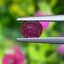 พลอย ทับทิม สยาม (Siam Ruby Sapphire) 1.00 กะรัต (Cts.) พลอยแท้ อัญมณีมงคลประจําวันเกิ เครื่องประดับพลอย