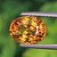 พลอย บุษราคัม yellow sapphire 2.66 กะรัต (Cts.) พลอยแท้ อัญมณีมงคลประจําวันเกิด เครื่องประดับพลอย