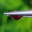 พลอย ทับทิม Ruby sapphire 1.17 กะรัต พลอยแท้ อัญมณีมงคลประจําวันเกิด เครื่องประดับพลอย