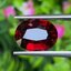 พลอย โกเมน Pyrope - Almandite Garnet 5.65 กะรัต (Cts.) พลอยแท้ อัญมณีมงคลประจําวันเกิด เครื่องประดับพลอย