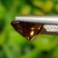 พลอย มาลี การ์เน็ท Mali Garnet 4.85 กะรัต Cts. พลอยแท้ อัญมณีมงคลประจําวันเกิด เครื่องประดับพลอย