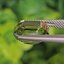 พลอย กรีน ทัวร์มารีน (Green Tourmaline) 6.35 กะรัต (Cts.) อัญมณีมงคลประจําวันเกิด เครื่องประดับพลอย