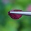พลอย ทับทิม สยาม (Siam Ruby Sapphire) 0.92 กะรัต (Cts.) พลอยแท้ อัญมณีมงคลประจําวันเกิด เครื่องประดับพลอย
