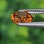 พลอย เพทาย (Zircon) 4.98 กะรัต (Cts.) พลอยแท้ อัญมณีมงคลประจําวันเกิด เครื่องประดับพลอย