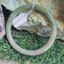 JB6711050 หยก พม่า แท้ Jade กำไลหยก 53.6 มม. (Jadeite bracelet) พม่า (Myanmar)