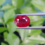 พลอย ทับทิม Ruby sapphire 3.49 กะรัต (Cts.) VS พลอยแท้ อัญมณีมงคลประจําวันเกิด เครื่องประดับพลอย