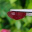 พลอย ทับทิม Ruby sapphire 6.00 กะรัต (Cts.) พลอยแท้ อัญมณีมงคลประจําวันเกิด เครื่องประดับพลอย