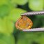พลอย บุษราคัม yellow sapphire 0.80 กะรัต (Cts.) พลอยแท้ อัญมณีมงคลประจําวันเกิด เครื่องประดับพลอย