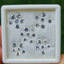 พลอย ขาว ไวท์ แซฟไฟร์ White Sapphire 31 เม็ด 3.67 กะรัต (Cts.)พลอยแท้ อัญมณีมงคลประจําวันเกิด เครื่องประดับพลอย