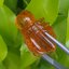 อำพัน แกะสลัก พญาตัวต่อ Wasp Natural Amber พลอยแท้ อัญมณีมงคลประจําวันเกิด เครื่องประดับพลอย