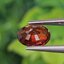 พลอย สเปสซาร์ไทต์ Spessartite Garnet 1.44 กะรัต Cts.พลอยแท้ อัญมณีมงคลประจําวันเกิด เครื่องประดับพลอย