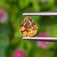 พลอย เพทาย (Zircon) 1.07 กะรัต (Cts.) พลอยแท้ อัญมณีมงคลประจําวันเกิด เครื่องประดับพลอย