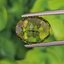 พลอย เพอริดอต Peridot 3.48 กะรัต (Cts.) พลอยแท้ อัญมณีมงคลประจําวันเกิด เครื่องประดับพลอย