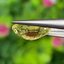 พลอย บุษราคัม yellow sapphire 3.14 กะรัต พร้อมใบเซอร์ พลอยแท้ อัญมณีมงคลประจําวันเกิด เครื่องประดับพลอย
