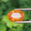 พลอย บุษราคัม yellow sapphire 5.37 กะรัต (Cts.) พลอยแท้ อัญมณีมงคลประจําวันเกิด เครื่องประดับพลอย