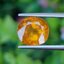 พลอย บุษราคัม Yellow Sapphire 4.66 กะรัต (Cts.) พลอยแท้ อัญมณีมงคลประจําวันเกิด เครื่องประดับพลอย