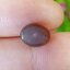 พลอย ตาแมว อะพาไทต์ Cat eye Apatite 4.35 กะรัต (Cts.)