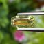 พลอย คริโซเบริล (Chrysoberyl) 1.52 กะรัต (Cts.) พลอยแท้ อัญมณีมงคลประจําวันเกิด เครื่องประดับพลอย