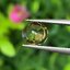 พลอย บุษราคัม Yellow Sapphire 0.95 กะรัต (Cts.) ดิบ Unheated พลอยแท้ อัญมณีมงคลประจําวันเกิด เครื่องประดับพลอย