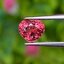 พลอย ซองเจีย ชมพูอมส้ม (Orangish Pink Sapphire) 1.02 กะรัต (Cts.) พลอยแท้ อัญมณีมงคลประจําวันเกิด เครื่องประดับพลอย