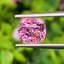 พลอย สปิเนล (Spinel) 2.43 กะรัต (Cts.) ดิบ (Unheated) พลอยแท้ อัญมณีมงคลประจําวันเกิด เครื่องประดับพลอย
