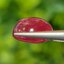 พลอย ทับทิม (Ruby Sapphire) 9.57 กะรัต (Cts.) พลอยแท้ อัญมณีมงคลประจําวันเกิด เครื่องประดับพลอย