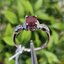 แหวน พลอย ทับทิม (Size) 56 Ruby Sapphire Ring