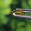 พลอย บุษราคัม Yellow Sapphire 1.18 กะรัต (Cts.) ดิบ (Unheated) พร้อมใบเซอร์ พลอยแท้ อัญมณีมงคลประจําวันเกิด เครื่องประดับพลอย