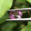 พลอย สปิเนล พม่า Spinel Myanmar 2.35 กะรัต (Cts.) ดิบ Unheated พลอยแท้ อัญมณีมงคลประจําวันเกิด เครื่องประดับพลอย