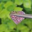 พลอย คุนไซท์ Kunzite 13.74 กะรัต (Cts.) พลอยแท้อัญมณีมงคล ประจําวันเกิด เครื่องประดับพลอย