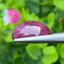 พลอย ทับทิม (Ruby Sapphire) 16.75 กะรัต (Cts.) พลอยแท้ อัญมณีมงคลประจําวันเกิด เครื่องประดับพลอย
