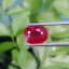 พลอย ทับทิม Ruby sapphire 3.49 กะรัต (Cts.) VS พลอยแท้ อัญมณีมงคลประจําวันเกิด เครื่องประดับพลอย