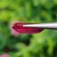 พลอย ทับทิม Ruby sapphire 4.50 กะรัต (Cts.) พลอยแท้ อัญมณีมงคลประจําวันเกิด เครื่องประดับพลอย