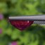 พลอย ทับทิม (Ruby Sapphire) 4.80 กะรัต (Cts.) พลอยแท้ อัญมณีมงคลประจําวันเกิด เครื่องประดับพลอย