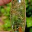 ไหมทอง ควอตซ์ Golden Rutilated Quartz 53.74 กะรัต Cts. พลอยแท้ อัญมณีมงคลประจําวันเกิด เครื่องประดับพลอย