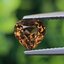 พลอย อเล็กซานไดร์ (Natural Alexandrite Chrysoberyl) 1.60 กะรัต (Cts.) ดิบ (Unheated) พร้อมใบเซอร์ พลอยแท้ อัญมณีมงคลประจําวันเกิด เครื่องประดับพลอย