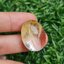 โป่งข่าม ควอตซ์ Rutilated Quartz 50.06 กะรัต Cts. พลอยแท้ อัญมณีมงคลประจําวันเกิด เครื่องประดับพลอย