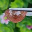 พลอย สตอเบอรี่ ควอตซ์ Strawberry Quartz 13.33 กะรัต (Cts.) พลอยแท้ อัญมณีมงคลประจําวันเกิด เครื่องประดับพลอย