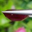 พลอย ทับทิม Ruby sapphire 10.99 กะรัต (Cts.) พลอยแท้ อัญมณีมงคลประจําวันเกิด เครื่องประดับพลอย