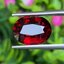 พลอย โกเมน Pyrope - Almandite Garnet 5.65 กะรัต (Cts.) พลอยแท้ อัญมณีมงคลประจําวันเกิด เครื่องประดับพลอย